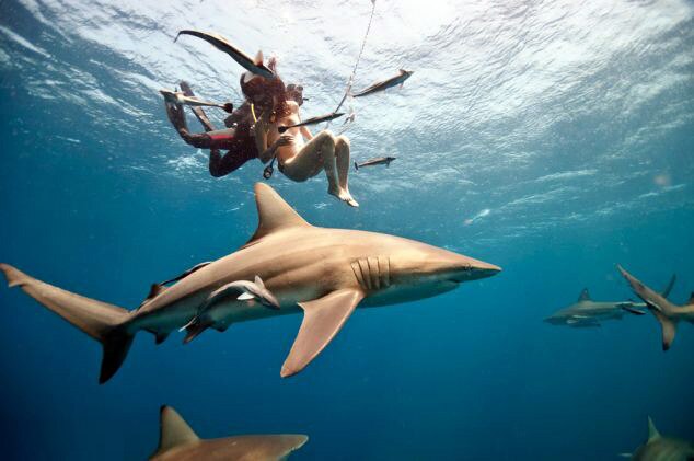 जब लोगों को सबक सिखाने के लिए महिला ने शार्क के साथ की स्विमिंग