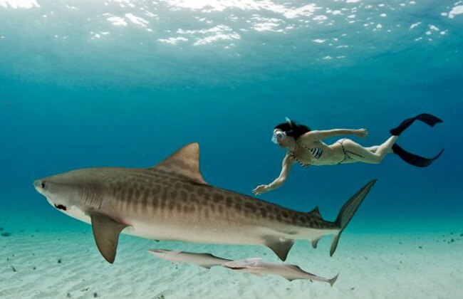 जब लोगों को सबक सिखाने के लिए महिला ने शार्क के साथ की स्विमिंग