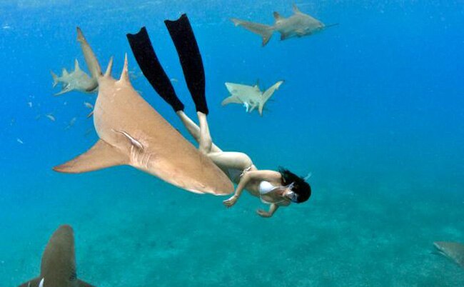 जब लोगों को सबक सिखाने के लिए महिला ने शार्क के साथ की स्विमिंग