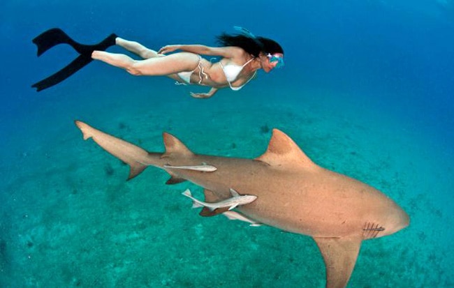 जब लोगों को सबक सिखाने के लिए महिला ने शार्क के साथ की स्विमिंग