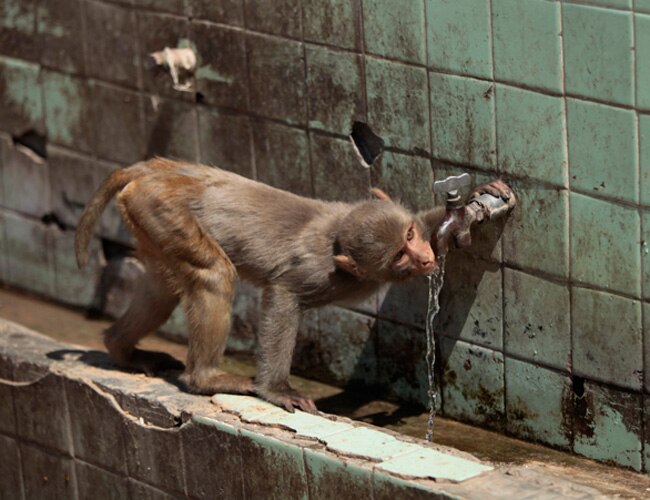 ताकत दिखाती गर्मी  का बवाल...जिंदगी बेहाल