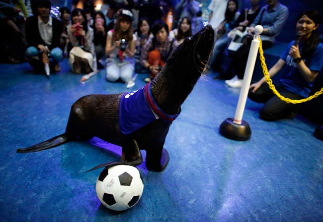 जानवरों पर भी सिर चढ़कर बोल रहा है फुटबॉल वर्ल्डकप का नशा