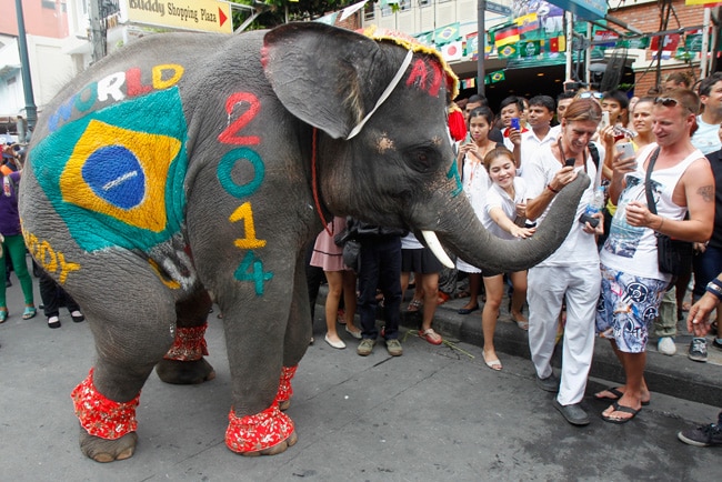 जानवरों पर भी सिर चढ़कर बोल रहा है फुटबॉल वर्ल्डकप का नशा