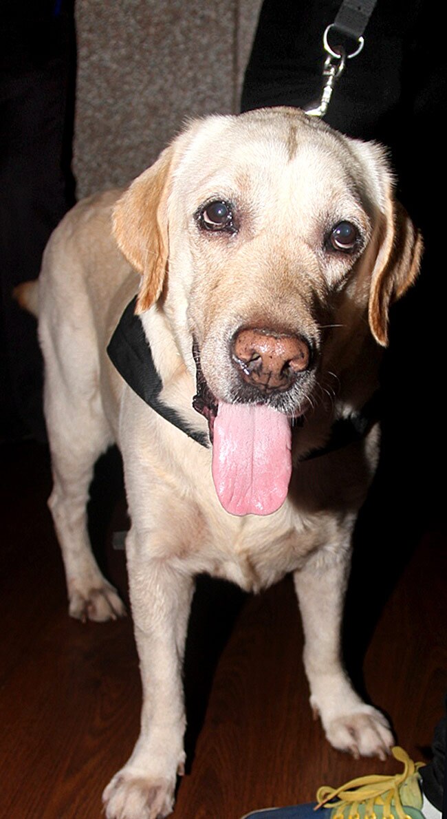 कॉमेडी नाइट्स के 100 एपिसोड पूरे होने पर धमाल...