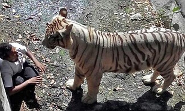 सफेद बाघ ने बाड़े में गिरे युवक को दबोचकर मार डाला