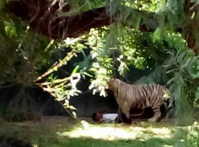 सफेद बाघ ने बाड़े में गिरे युवक को दबोचकर मार डाला