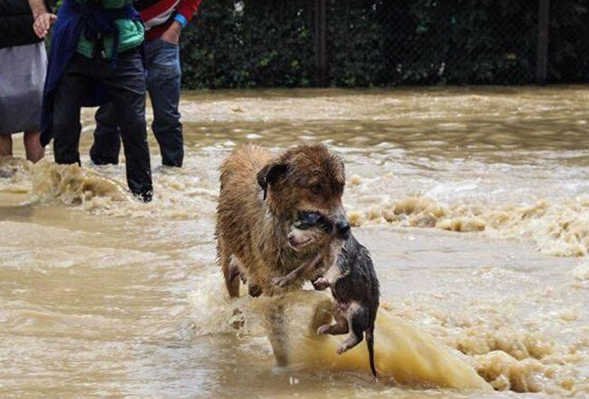 बाढ़ पीड़ि‍तों की मदद के लिए आर्मी ने झोंकी जान