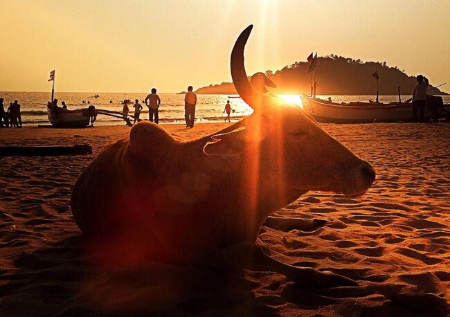 मिलिए मल्लिका की ग्लैमरस फोटो लेने वाले शख्स से