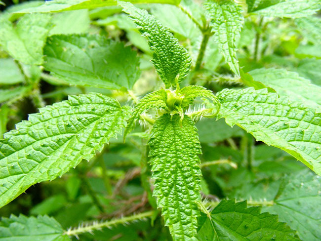 पहाड़ों के स्वादिष्ट व्यंजनों की एक सैर...