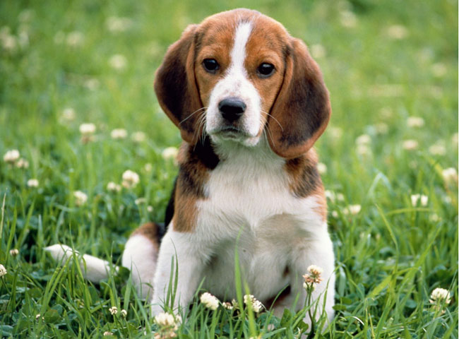 इन 10 कुत्तों से है देश को प्यार...