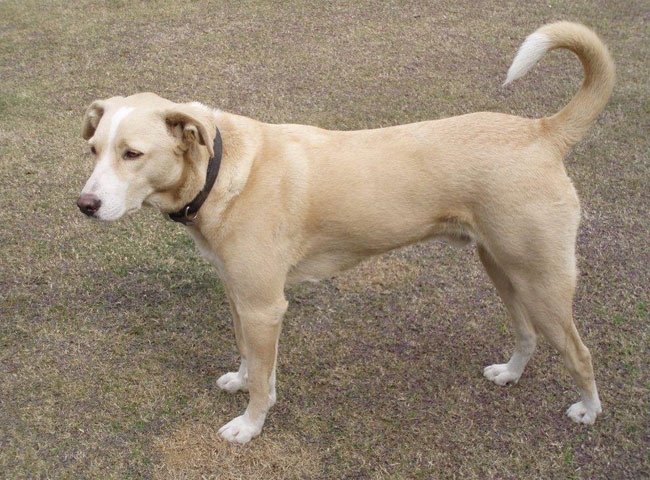 इन 10 कुत्तों से है देश को प्यार...