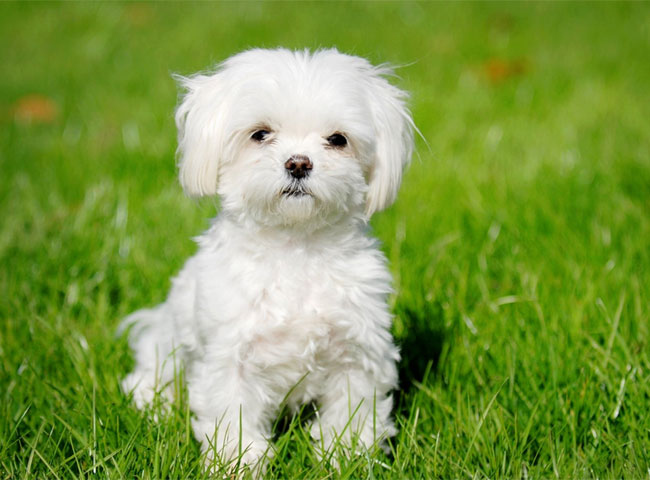 इन 10 कुत्तों से है देश को प्यार...