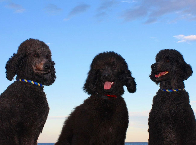 इन 10 कुत्तों से है देश को प्यार...