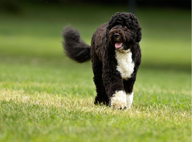 इन 10 कुत्तों से है देश को प्यार...