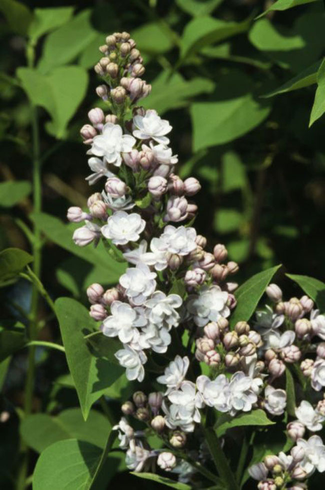 जानिए आपका पसंदीदा फूल आपके बारे में क्या बताता है