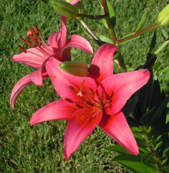 जानिए आपका पसंदीदा फूल आपके बारे में क्या बताता है