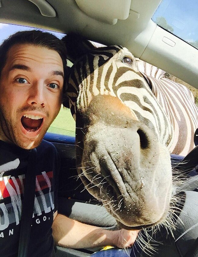 कार में घुसा जेब्रा, वायरल हुई Selfie