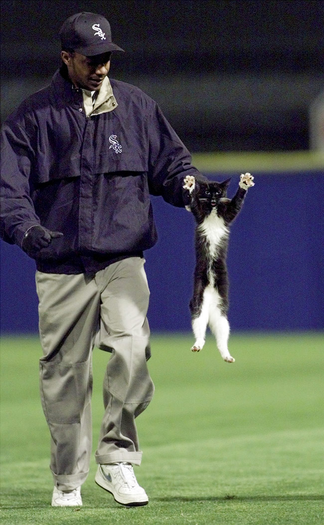 जब खेल के मैदान पर बिन बुलाए मेहमानों ने मारी एंट्री