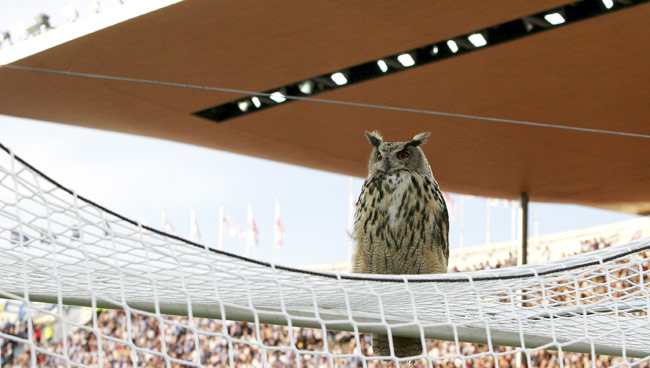 जब खेल के मैदान पर बिन बुलाए मेहमानों ने मारी एंट्री