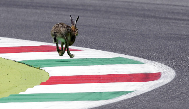 जब खेल के मैदान पर बिन बुलाए मेहमानों ने मारी एंट्री