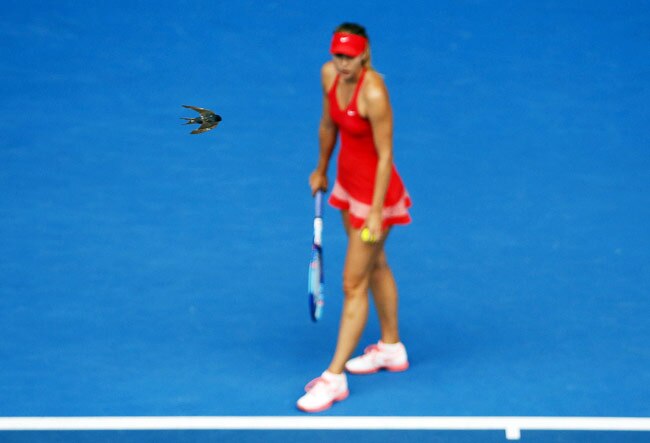 जब खेल के मैदान पर बिन बुलाए मेहमानों ने मारी एंट्री