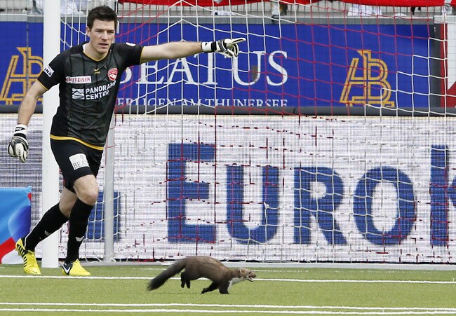 जब खेल के मैदान पर बिन बुलाए मेहमानों ने मारी एंट्री