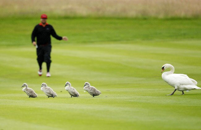 जब खेल के मैदान पर बिन बुलाए मेहमानों ने मारी एंट्री
