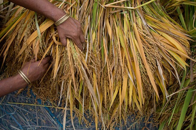किसानों के उदास माथों को मानसून की छींटों का इंतजार