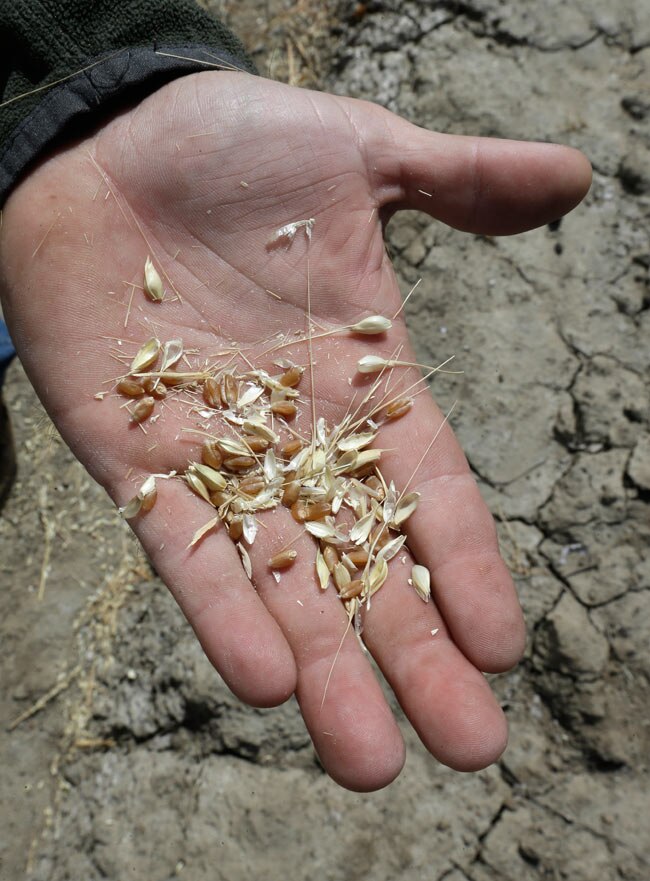 किसानों के उदास माथों को मानसून की छींटों का इंतजार