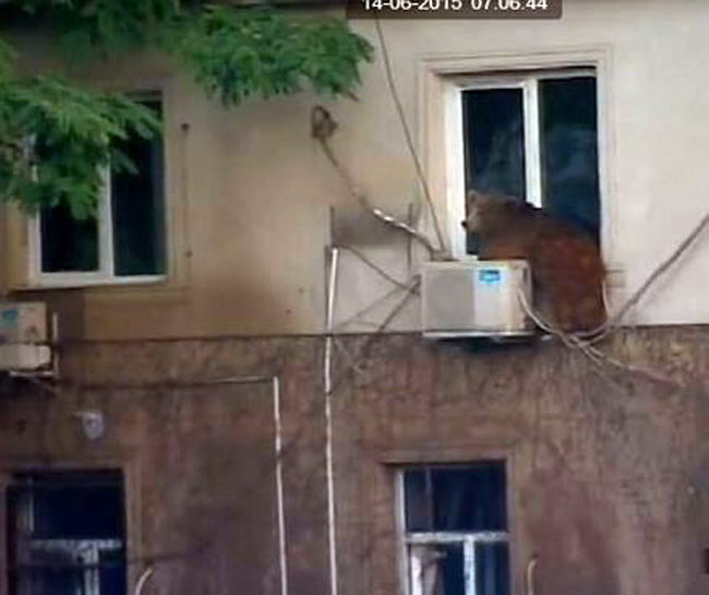 जब बाढ़ के बाद जानवर चिड़ियाघर से आए बाहर