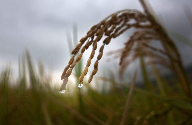 थोड़ी सी बारिश हुई है, थोड़ी है बाकी