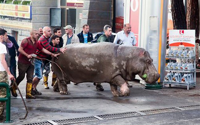 जब बाढ़ के बाद जानवर चिड़ियाघर से आए बाहर