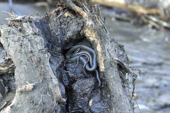 जब बाढ़ के बाद जानवर चिड़ियाघर से आए बाहर