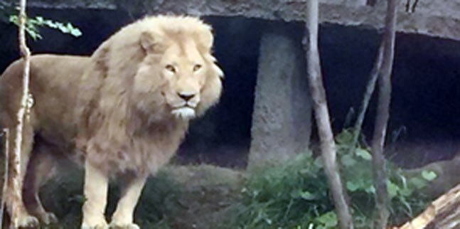 जब बाढ़ के बाद जानवर चिड़ियाघर से आए बाहर