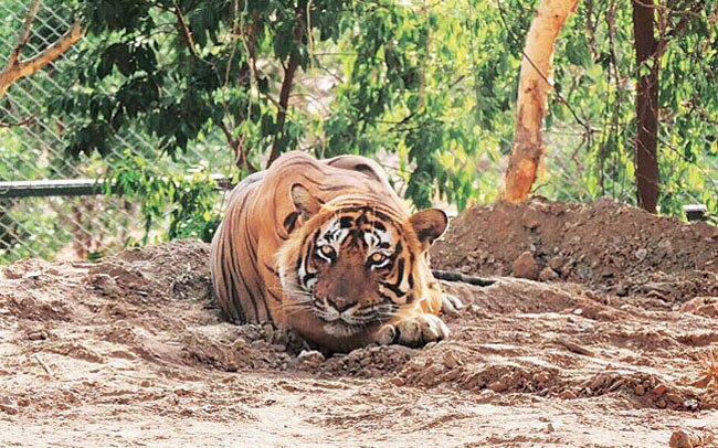 PICS: आखिर क्यों घट रही है बाघों की आबादी?