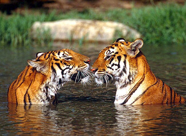 PICS: आखिर क्यों घट रही है बाघों की आबादी?