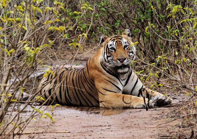 PICS: आखिर क्यों घट रही है बाघों की आबादी?