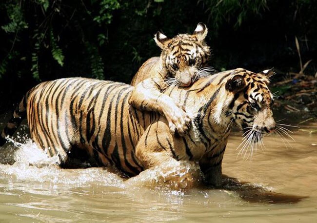 PICS: आखिर क्यों घट रही है बाघों की आबादी?