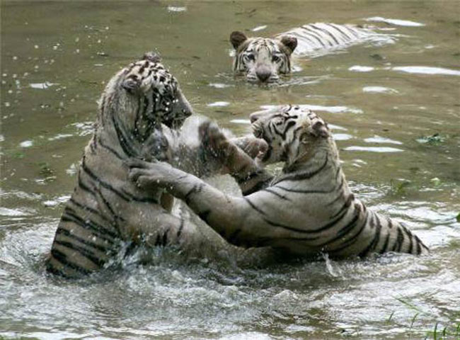 PICS: आखिर क्यों घट रही है बाघों की आबादी?