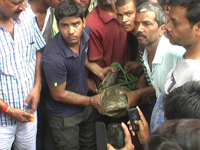 गांव वालों ने पकड़ा 7 फुट का मगरमच्छ