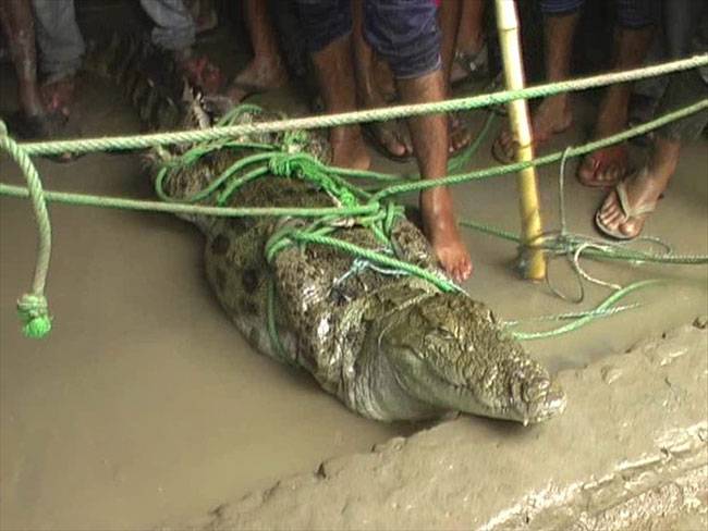 गांव वालों ने पकड़ा 7 फुट का मगरमच्छ