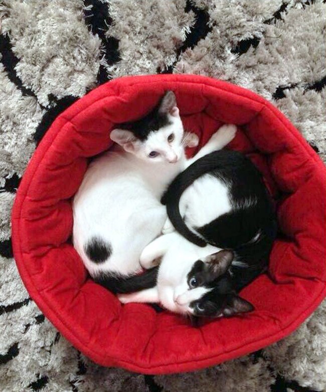 सांपों से खेलने वाली स्नेहा उल्लाल Happy birthday