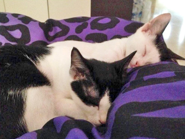 सांपों से खेलने वाली स्नेहा उल्लाल Happy birthday