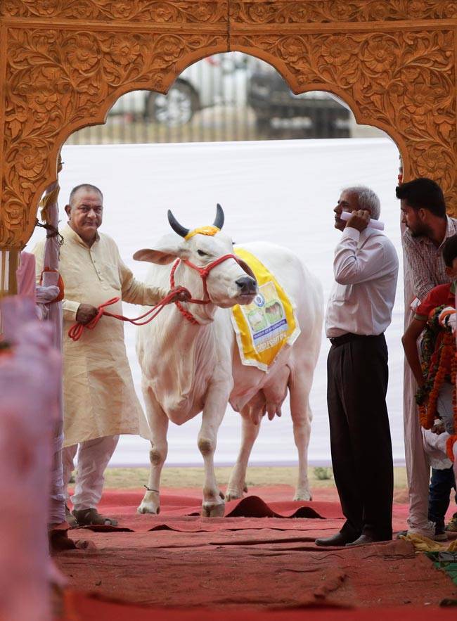 हरियाणा में रैंप पर उतरीं गायें, देश में पहली बार देसी गाय सौंदर्य प्रतियोगिता