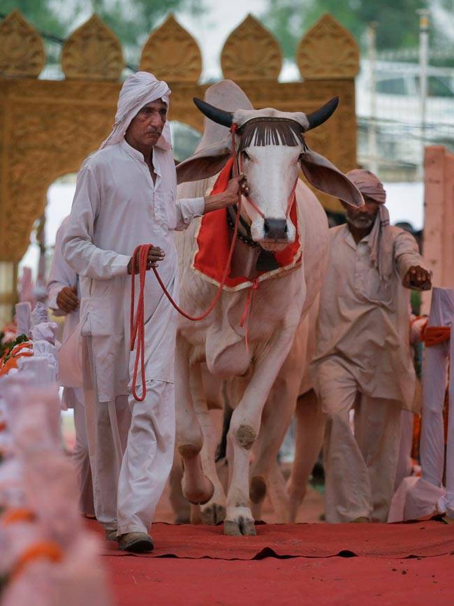 हरियाणा में रैंप पर उतरीं गायें, देश में पहली बार देसी गाय सौंदर्य प्रतियोगिता