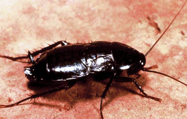 5 तरीके घर से मक्खी-मच्छर-चूहे दूर रखने के...