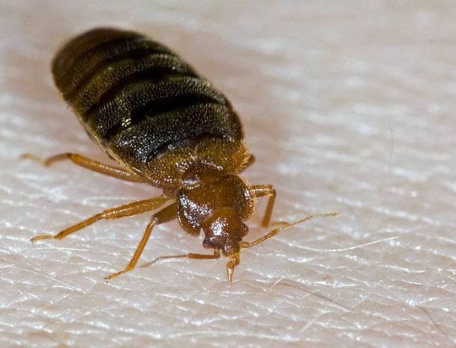 5 तरीके घर से मक्खी-मच्छर-चूहे दूर रखने के...