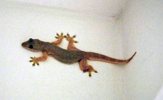 5 तरीके घर से मक्खी-मच्छर-चूहे दूर रखने के...