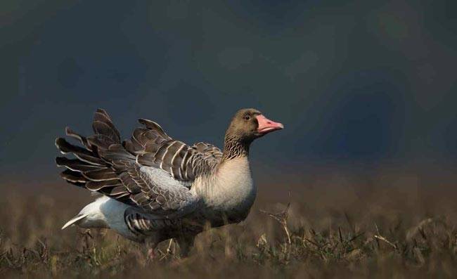 8 जगहें जहां दिल्लीवाले एक दिन की छुट्टी बिता सकते हैं