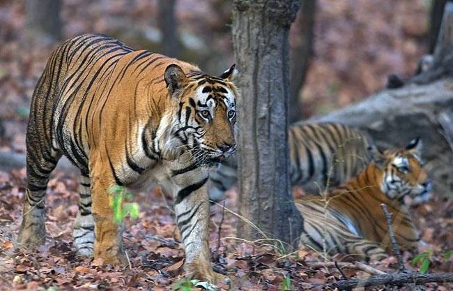 इन हसीन नजारों का लुत्फ उठाने जरूर जाएं अरुणाचल